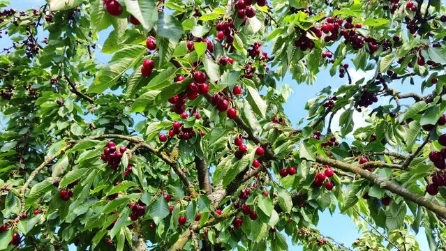 leckere reife rote Kirschen am Kirschbaum mit leicht im Wind wiegenden Bl&auml;ttern - Fr&uuml;chte, gesund, vitaminreich, Kirschernte, lecker, saftig, windig, Sommer, Garten, Nahaufnahme
