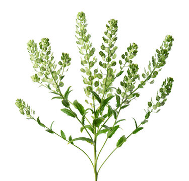 Thlaspi arvense isolated on white background. Flattened, oval seedpods of Field Pennycress. Medicinal herb.