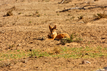 jakal Kgalagadi Transfrontier Park one of the great parks of South Africa wildlife and hospitality in the Kalahari desert