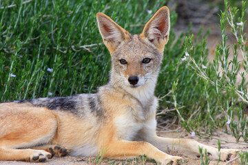 jakal Kgalagadi Transfrontier Park one of the great parks of South Africa wildlife and hospitality in the Kalahari desert