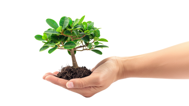 hands holding a ficus benjamina plant with root, transparent - Powered by Adobe
