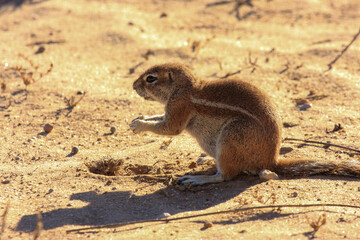 prairie squirrel  Transfrontier Park one of the great parks of South Africa wildlife and hospitality in the Kalahari desert