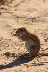 prairie squirrel  Transfrontier Park one of the great parks of South Africa wildlife and hospitality in the Kalahari desert