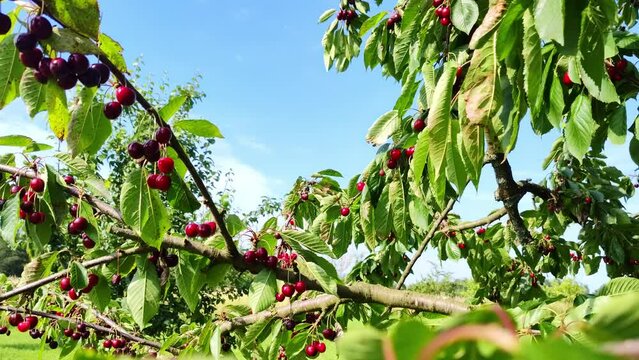 leckere reife rote Kirschen am Kirschbaum mit leicht im Wind wiegenden Bl&auml;ttern - Fr&uuml;chte, gesund, vitaminreich, Kirschernte, lecker, saftig, windig, Sommer, Garten, Nahaufnahme
