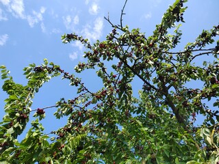 leckere reife rote Kirschen am Kirschbaum mit leicht im Wind wiegenden Blättern - Früchte, gesund, vitaminreich, Kirschernte, lecker, saftig, windig, Sommer, Garten, Nahaufnahme
