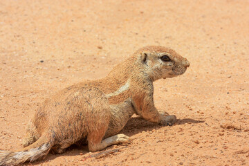 prairie squirrel  Transfrontier Park one of the great parks of South Africa wildlife and hospitality in the Kalahari desert