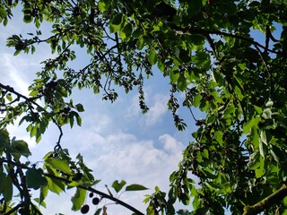 leckere reife rote Kirschen am Kirschbaum mit leicht im Wind wiegenden Blättern - Früchte, gesund, vitaminreich, Kirschernte, lecker, saftig, windig, Sommer, Garten, Nahaufnahme
