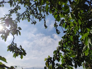 leckere reife rote Kirschen am Kirschbaum mit leicht im Wind wiegenden Blättern - Früchte, gesund, vitaminreich, Kirschernte, lecker, saftig, windig, Sommer, Garten, Nahaufnahme
