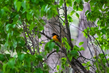 Baltimore Oriole in Branches