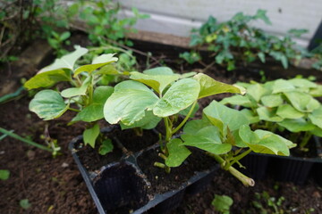 sweet potato seedlings. young sweet potato plants to plant in the vegetable garden