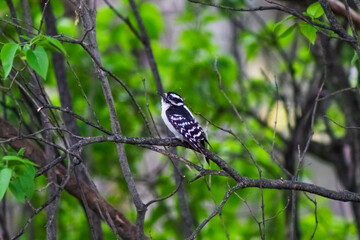 Downy Woodpecker in Branches