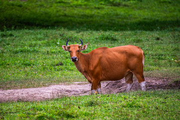 Bos javanicus in the pasture