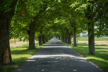 Tree line and agricultural field on coutryside