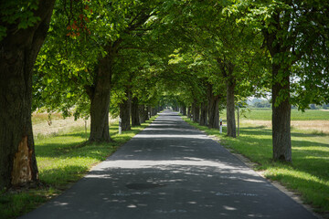 Tree line and agricultural field on coutryside