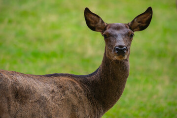 One doe in the meadow