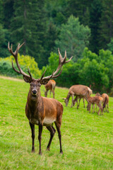 Deer with antlers and a herd of doe