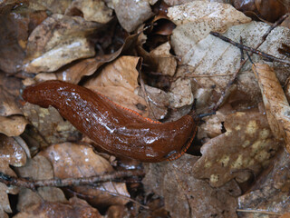 Schneckenplage im Wald und Garten