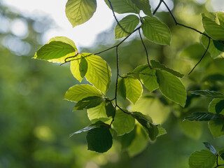 Junges frisches Buchenlaub im Gegenlicht