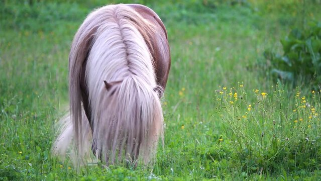 Shetland pony is Scottish breed of pony originating in Shetland Isles in north of Scotland. It has heavy coat and short legs, is strong for its size, and is used for riding, driving, and pack purposes