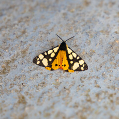 Primer plano de una mariposa sobre una superficie grisácea. La mariposa presenta un patrón distintivo en sus alas, con una combinación de colores negros, blancos y naranjas brillantes. 
