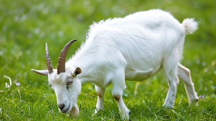 Obraz premium Attractive strong male goat with white fur grazes on grass
