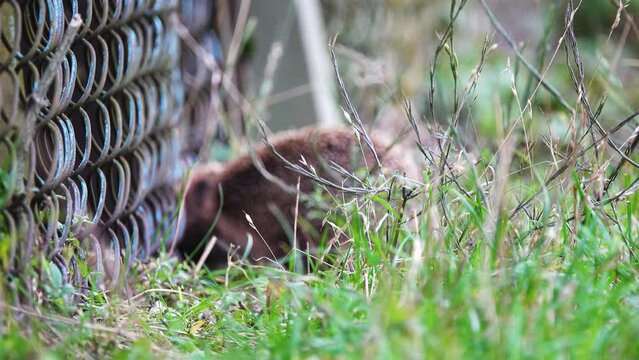 A brave hedgehog tries to enter the hen house through the netting.