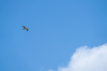 A bird flies through the sky with a cloud in the background 