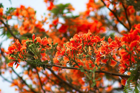 Flower, Krishnochura, Royal Poinciana, Flamboyant, Flower red, BD Flower, Bangladeshi Flower, Indian flower