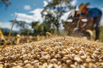 Close-Up of Grain Harvest in South America with Farmers Using Innovative Techniques