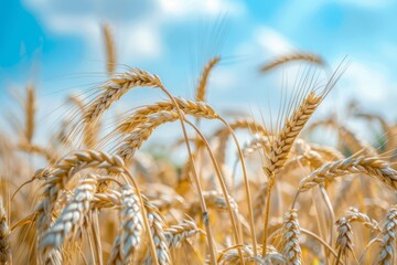 Fototapeta premium Close-Up of Golden Summer Grain Ripe for Harvest Under Clear Blue Skies