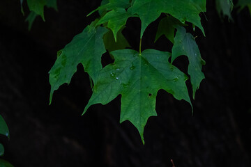 Leaves with Water Droplets