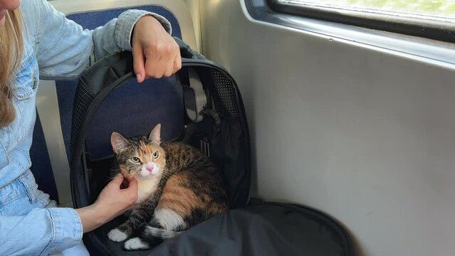 Domestic cat traveling on train for first time, nervous and stressed sitting in an open backpack carrier. Woman owner calms and supports cat by stroking its snout face. Travelling and moving with pet