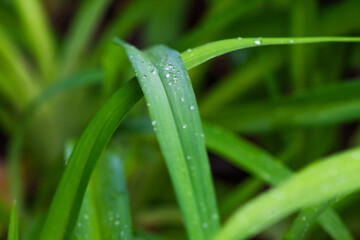 Blades of Grass with Water Droplets