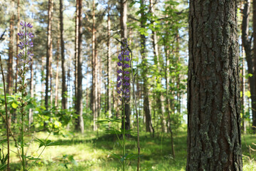 Fototapeta premium Beautiful flower in the forest against the background of trees. flower against a background of green foliage and blue sky.