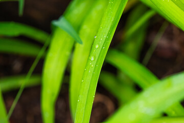 Blades of Grass with Water Droplets