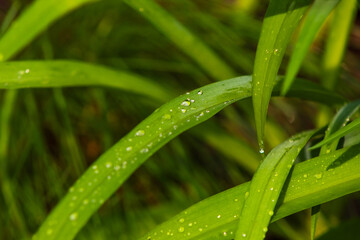 Water Droplets on Blades of Grass
