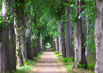 Alley of trees, alley, path with trees, nature walk, trees,  trees in a row, tree alley, idyllic...