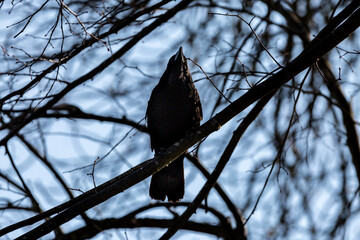 A low angle view of a raven in a tree