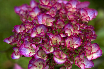 Macro image, pink hydrangea in the garden