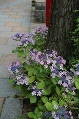 京都寺町通りの紫陽花