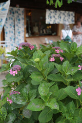 京都寺町通りの紫陽花
