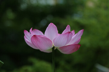 Obraz premium 京都の寺院の境内に咲く蓮の花