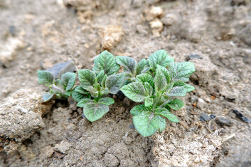 A young green potato bush in a farmer's field. It does not contain any genetic changes.The concept of agriculture is potato cultivation.Natural and healthy ecological food for humans.