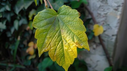 A green leaf beginning to change color to yellow
