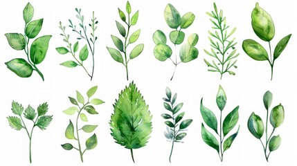 Set of watercolor illustration of green leaves