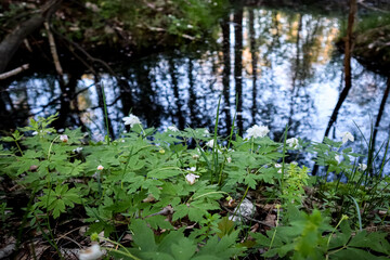 There are trees all around and silence - everything can be seen in the reflection of this stream