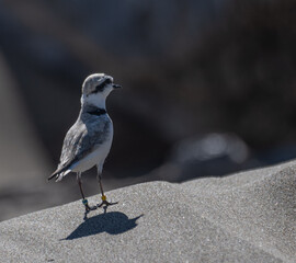 bird on the beach