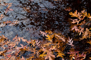 Floating Fall leaves