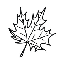 Maple leaf outline icon logo