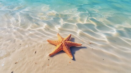 starfish on the beach
